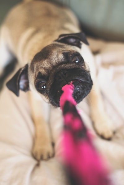 Lie on the bed of the fawn pug
